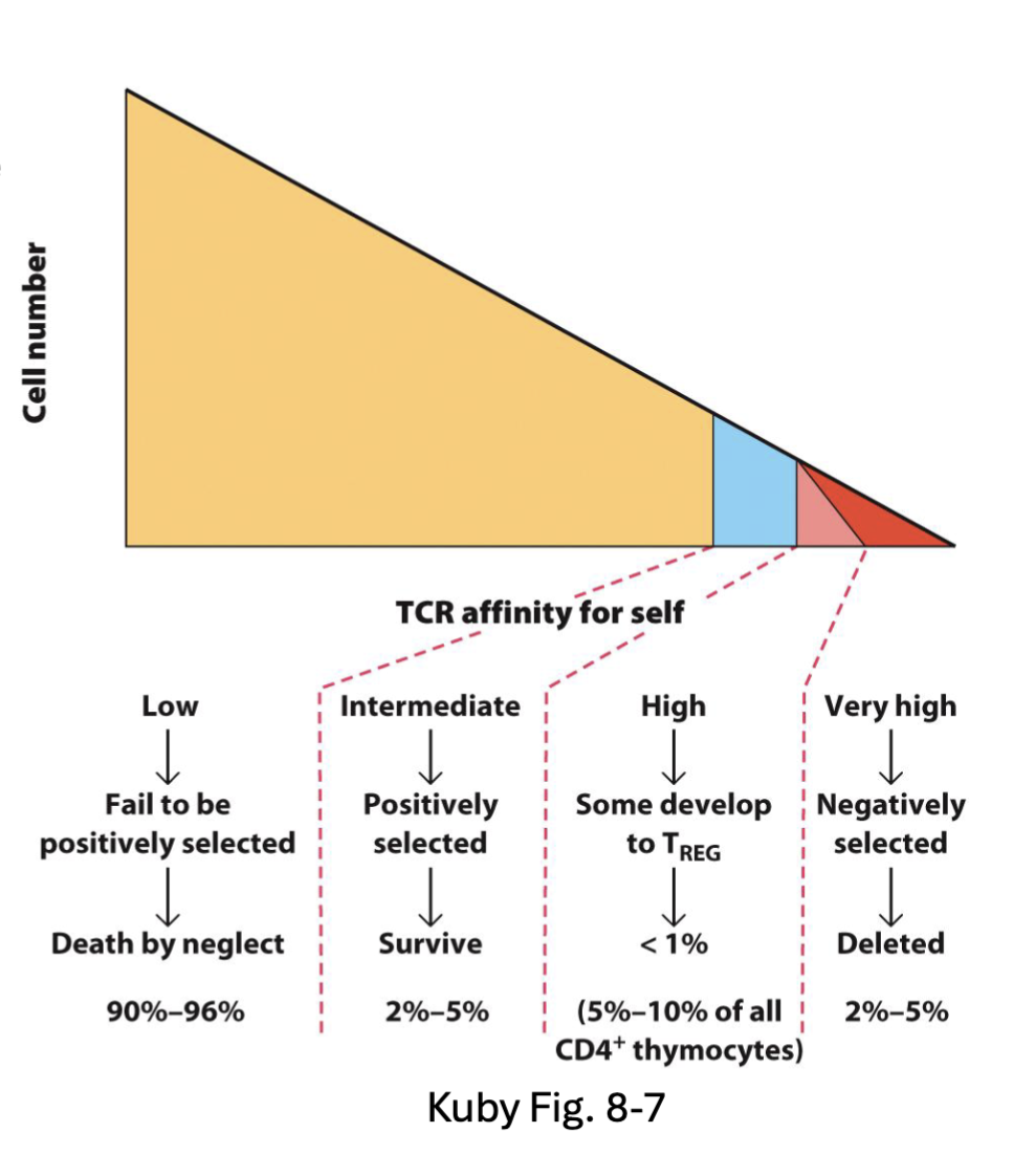 <ul><li><p><span><span>Positive selection: required to recognize self-MHC</span></span></p></li><li><p><span><span>Negative selection: eliminates autoreactive thymocytes</span></span></p></li><li><p><span><span>Q: Why aren’t positively selected thymocytes eliminated by negative selection?</span></span></p></li><li><p><span><span>Affinity model of selection: fate determined by binding/signal strength</span></span></p><ul><li><p><span><span>No/low signal → death but neglect</span></span></p></li><li><p><span><span>Low/int signal → positive selection</span></span></p></li><li><p><span><span>High signal → negative selection</span></span></p></li></ul></li><li><p><span><span>Altered peptide model: cTEC process different peptides for positive selection</span></span></p><ul><li><p><span><span>Unique catalytic subunit in thymic proteosome → altered low affinity</span></span><br><span><span>peptides</span></span></p></li></ul></li></ul><p></p><p>mix of both models, looking for intermediate zone (positively selected and not deleted)</p><p>Altered Peptide model: proposes thymic epithelial cells process peptides differently</p><p>thymic protoesome has different catylic region</p>