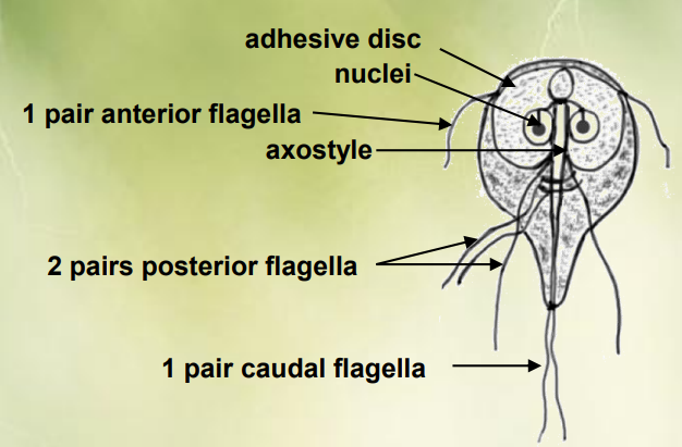 <ul><li><p><strong>Genus: Giardia </strong>of family Hexamitidae </p></li></ul><p></p>