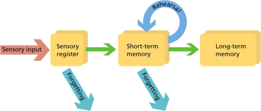 <p><span>Sensory Stores</span></p><ul><li><p><span>Visual Sensory Memory/Iconic Memory</span></p></li><li><p><span>Auditory Sensory Memory/Echoic Memory</span></p></li></ul><p><span>Short-Term Memory</span></p><ul><li><p><span>Holds information for up to 30 seconds</span></p></li><li><p><span>Limited in Capacity</span></p></li></ul><p><span>Long-Term Memory</span></p><ul><li><p><span>Holds information for long periods of time</span></p></li><li><p><span>Unlimited capacity</span></p></li></ul><p></p>