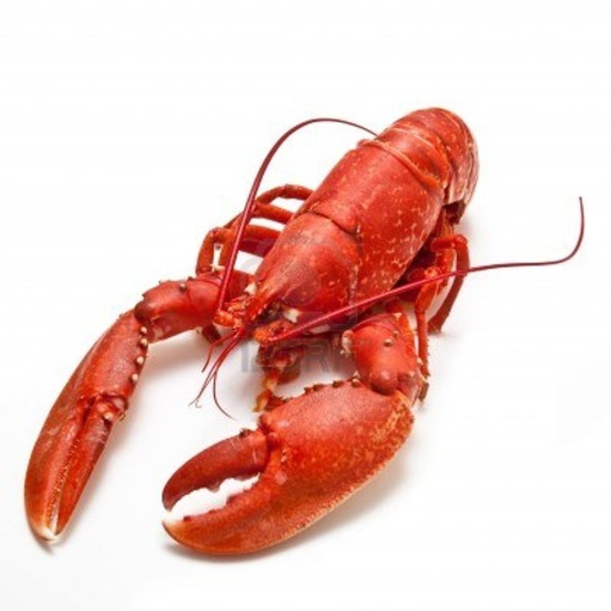 <p>lobster</p>