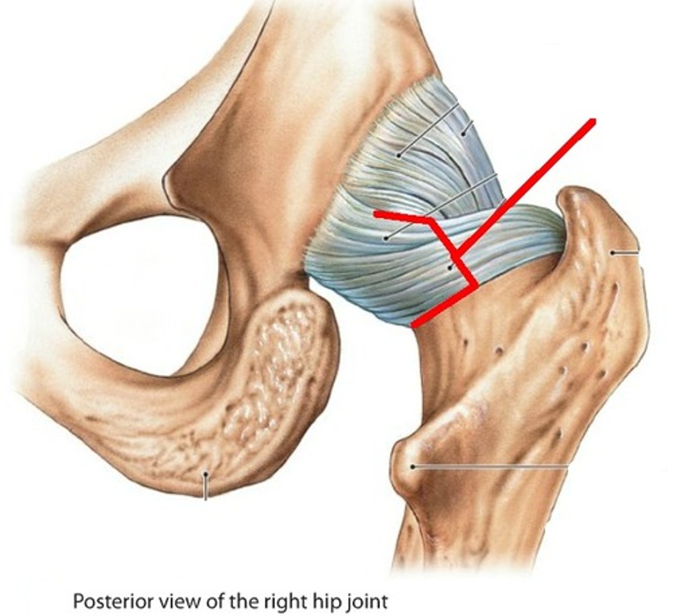 <p>- ligament running from the ischium to the head of the femur</p>
