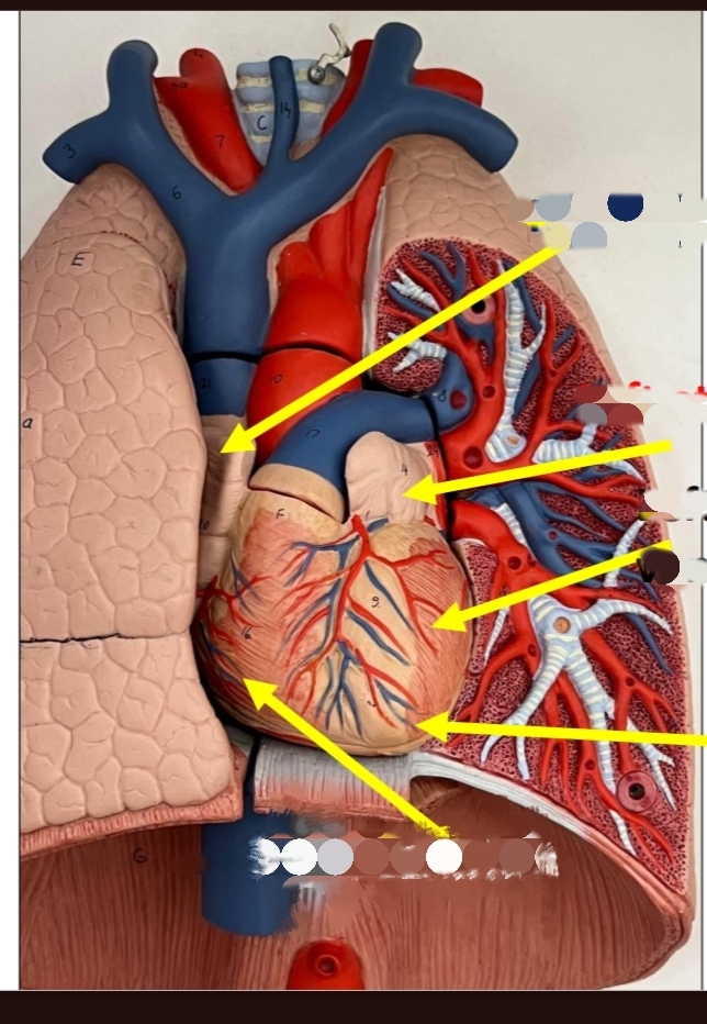 <p>Identify this chamber? </p><p>What is type of blood in this chamber </p><p>From where blood enter this chamber To</p><p> where does blood leave this chamber </p><p>the 4 champers in 1 card iam so sorry respectively</p>