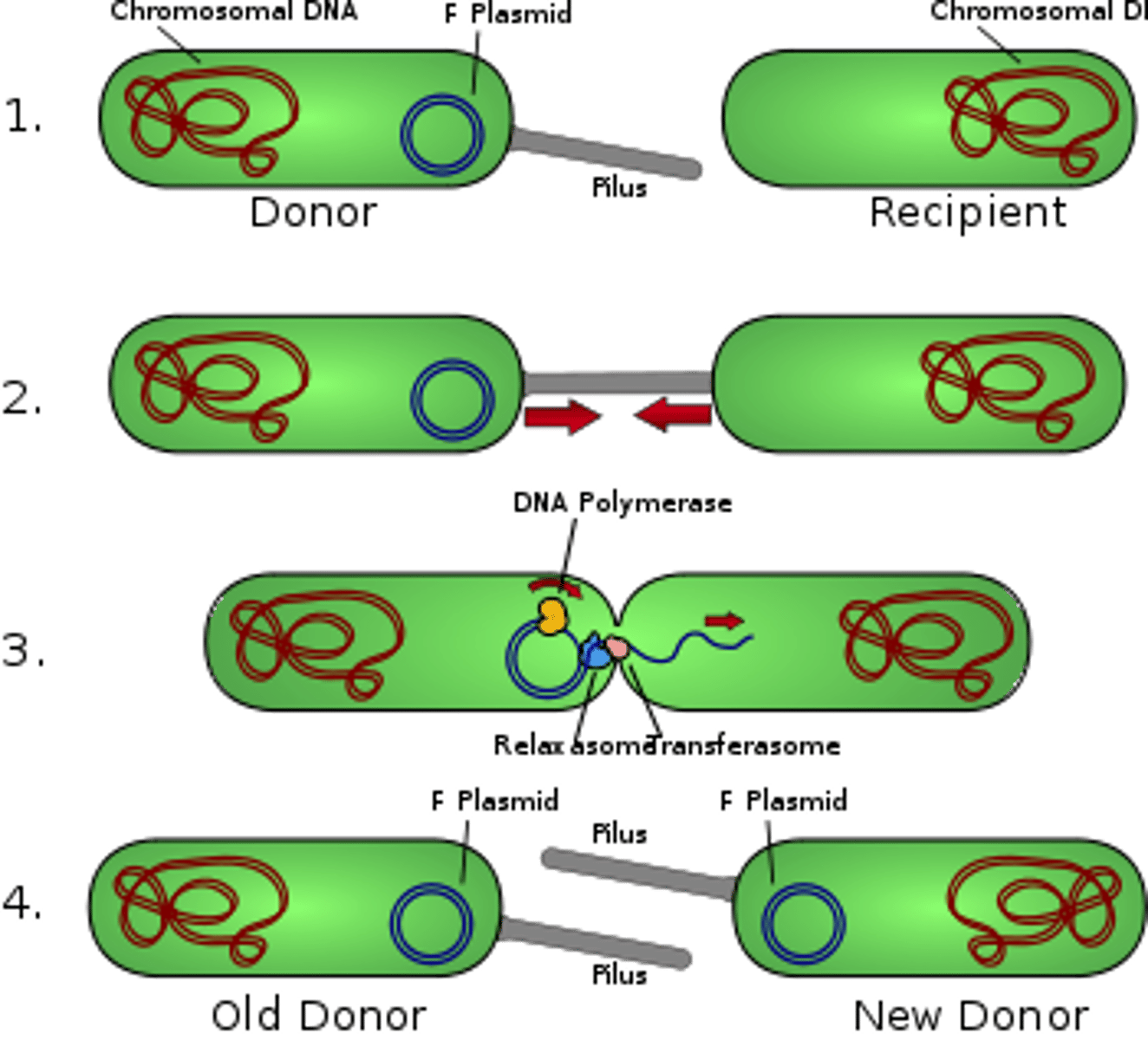 <p>In bacteria, the direct transfer of DNA between two cells that are temporarily joined.</p>