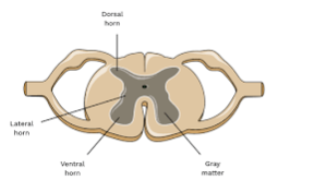 <p><span><strong>in the cerebrum the gray matter surrounds white matter but in the spinal cord you have the exact opposite.</strong></span></p>