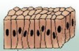 <p>Rectangle cells, can be found in the small intestine, absorbs nutrients and secretes waste </p>