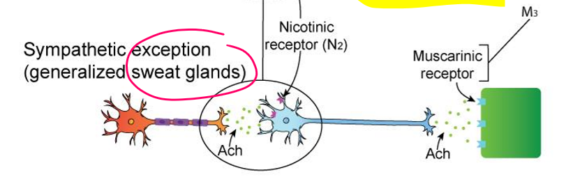 <ul><li><p><strong>Preganglionic neuron</strong>: ACh → Nicotinic</p></li><li><p><strong>Postganglionic neuron</strong>: <strong>ACh</strong> → <strong>Muscarinic (M3)</strong><br><span data-name="arrow_right" data-type="emoji">➡</span> <strong>ACh → ACh</strong></p></li></ul><p></p>