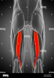 extensor of the thigh flexor of the leg