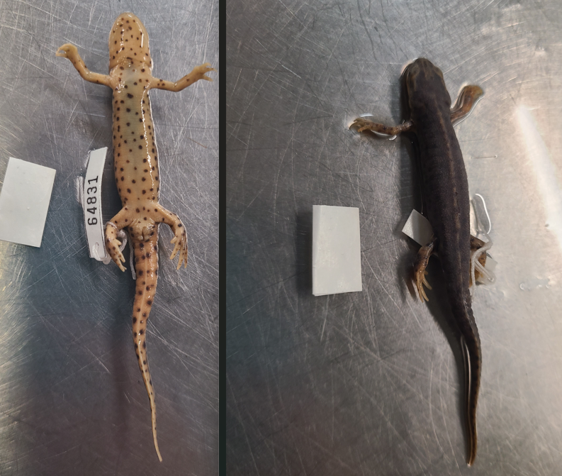 <p>Order and Family of Notophthalmus viridescens</p>