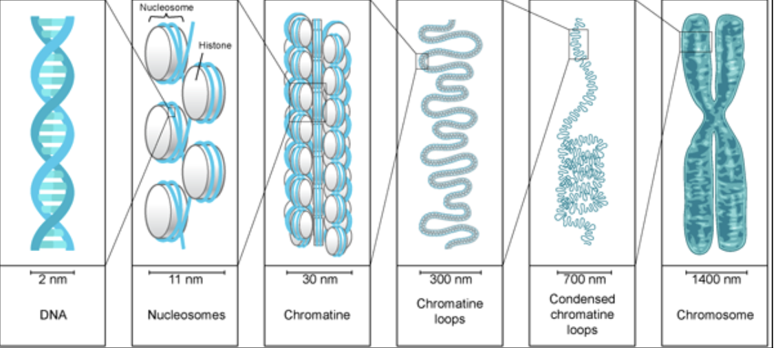 <p>incorrect hierarchical model of Chromatin compaction</p>