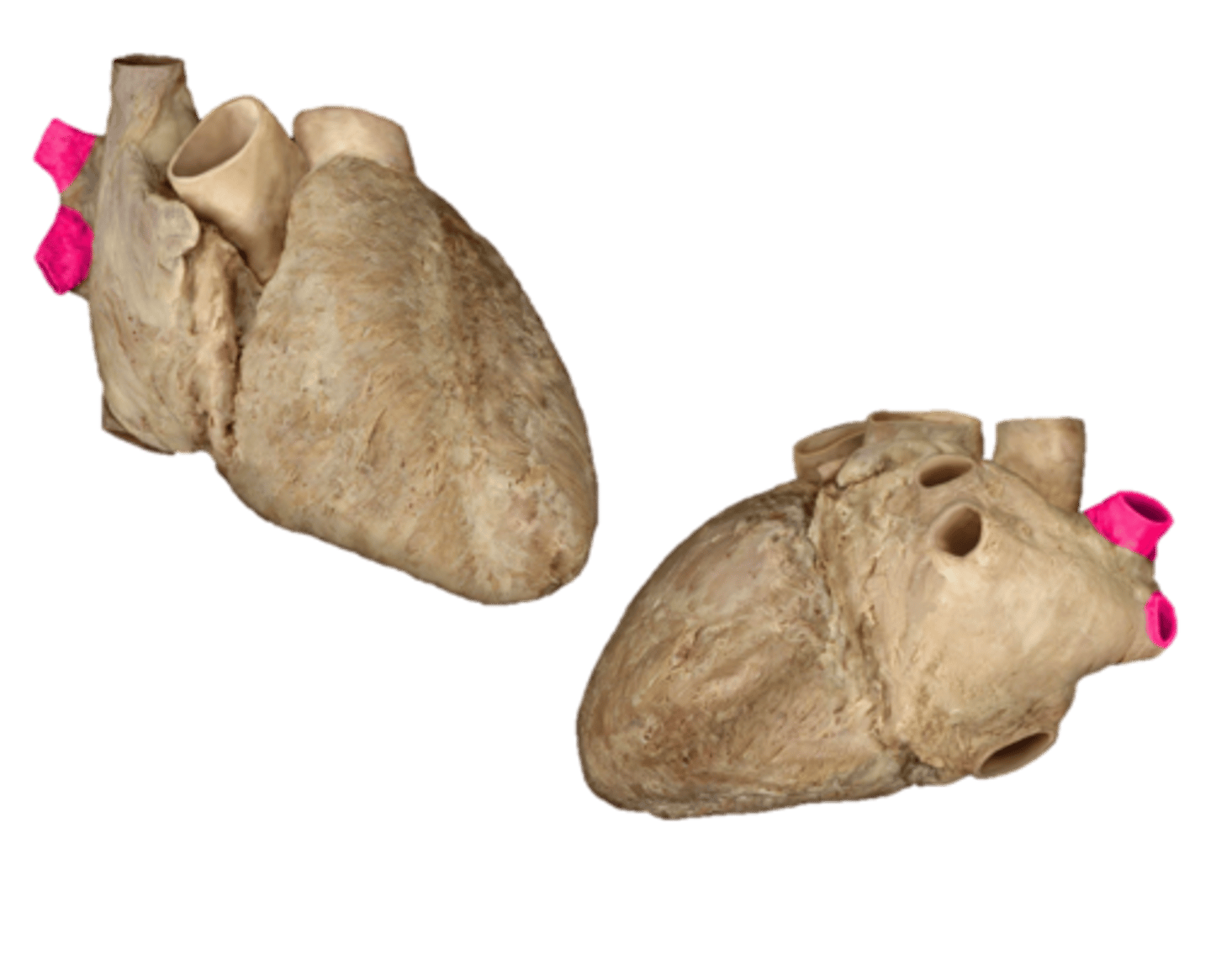 <p>Name these vessels.</p>