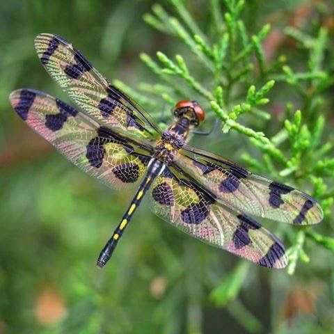 <p>Banded dragonfly</p>