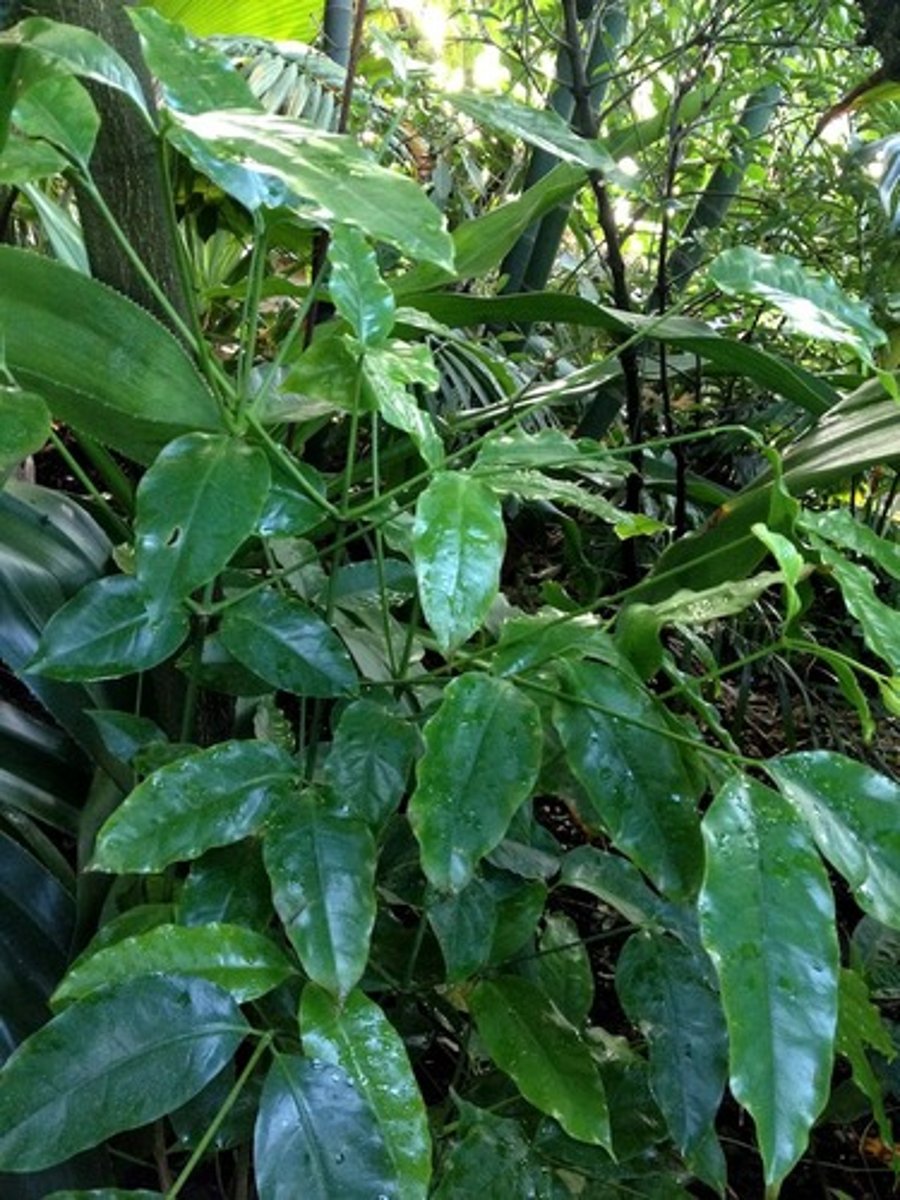 <p>trees+climbing vines in tropics</p>