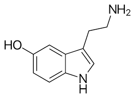 <p>Synthesized from tryptophan, found to influence sleeping, the regulation of body temperature, and sensory perception.</p>