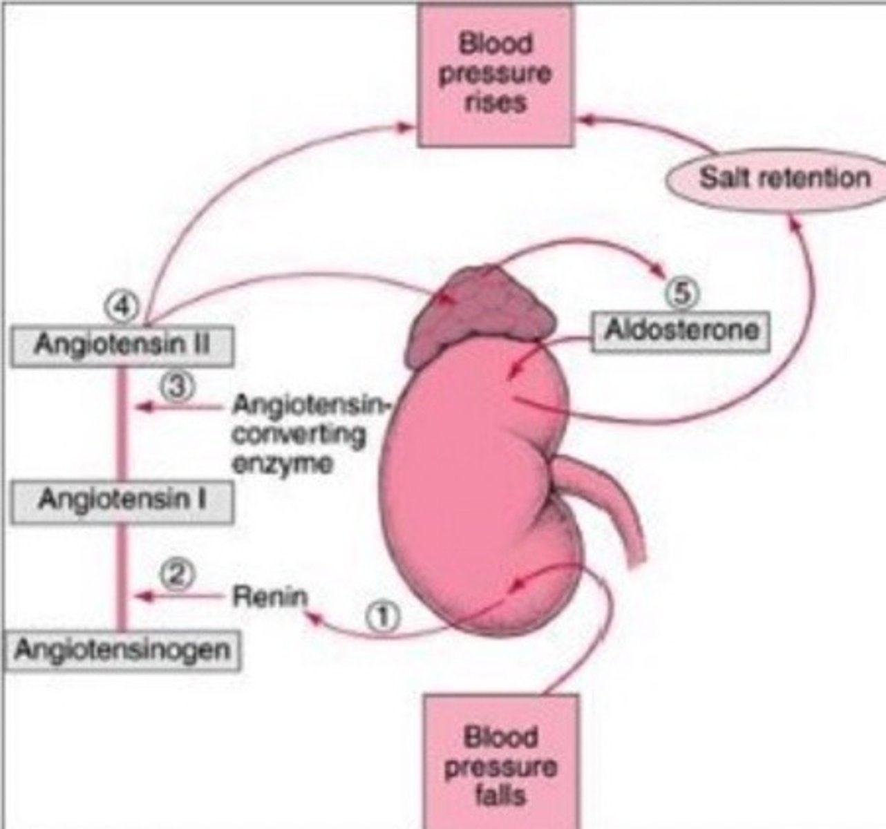 <p>1. low BP signals renin secretion</p><p>2. renin catalyzes conversion of angiotensinogen --> angiotensin I</p><p>3. ACE catalyzes conversion of angiotensin I --> angiotensin II </p><p>4. angiotensin II causes:</p><p>- increased BP</p><p>- creation of aldosterone to increase salt retention = increasing BP</p>