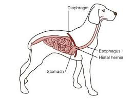 <p>Protrusion of the abdominal oesophagus, gastro-oesophageal junction, and sometimes part of the stomach into the caudal mediastinum.</p>