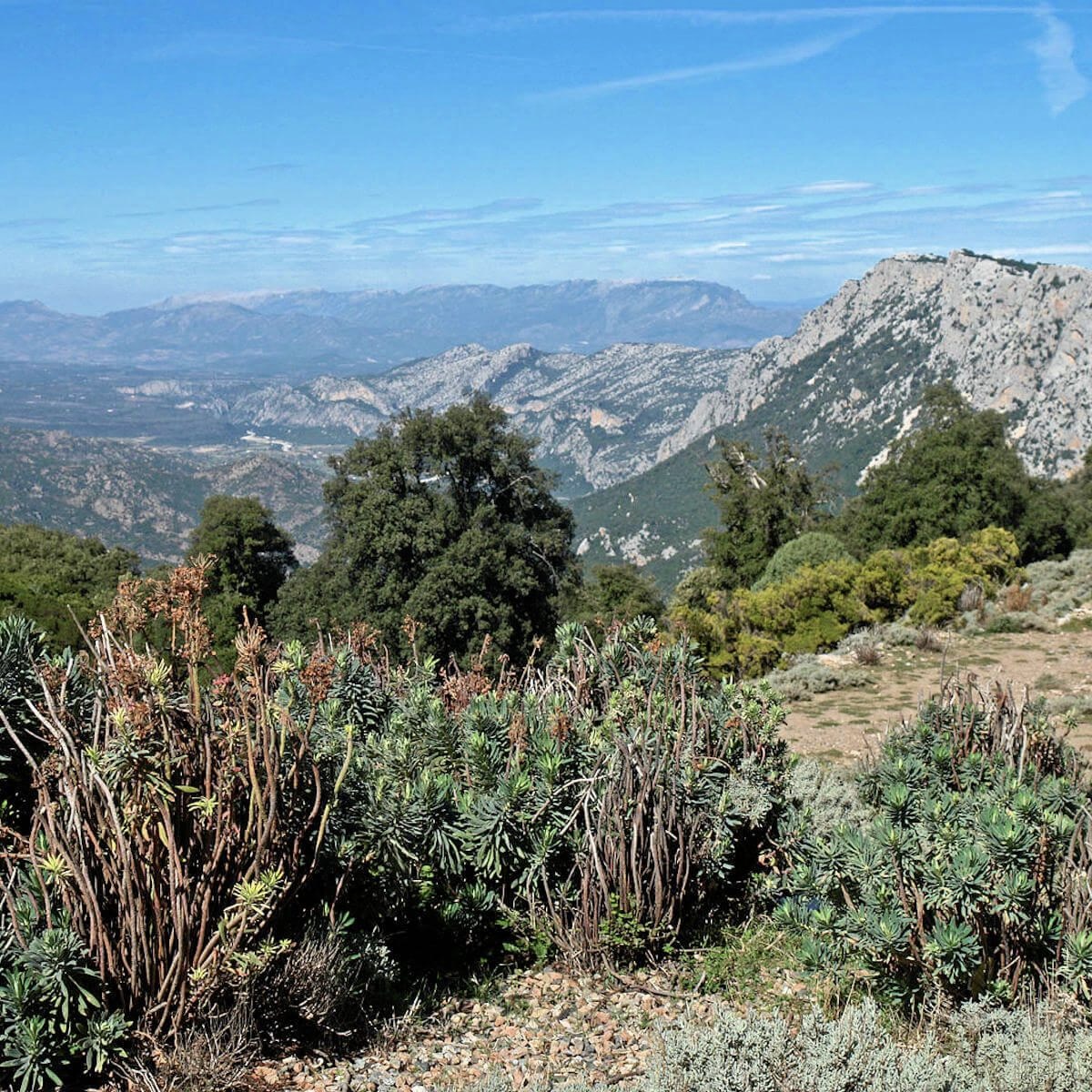 <p>Comment appelle-t-on une végétation méditerranéenne dense, faite de buissons et d’arbustes, difficile à traverser ?</p>