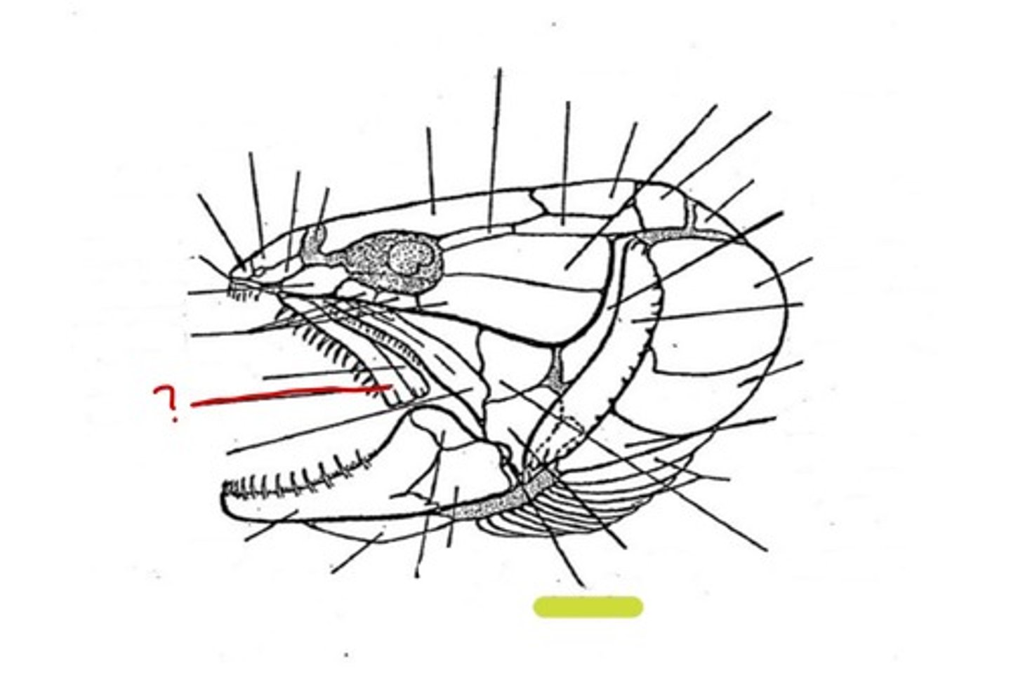 <p>What bone is this</p>