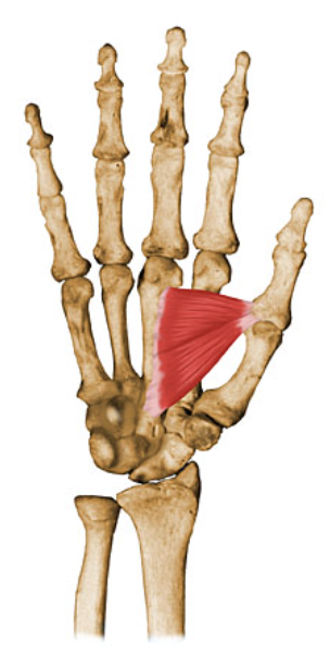 action:

Adduction of thumb in the saggital plane.