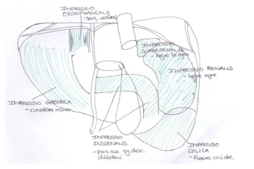 Udfylder næsten hele regio hypochondriaca dxt. -> ind i epigastriet og lidt af regio hypochondriaca sin. 
Øvre grænse følger diaphragma, nedre grænse -> mange variationer

○ Impressioner på facies visceralis
 Oesophagus
 Gastrica (ventrikel)
 Doudenum (pars sup)
 Flexura colica dex.
Renalis dex. (højre nye)

--------

Opadtil diaphragma og hjertet. Mod facies visceralis højre nyre og binyre (ofte mod area nuda), mavesækken, c. transversum, flexura coli dexter, duodenum