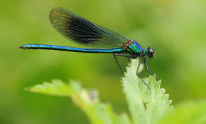 <p>damselflies (juffer)</p>