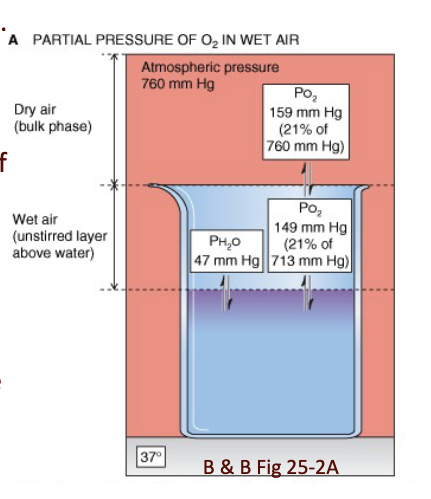 <ul><li><p><strong>PH₂O at 37°C = 47 mmHg</strong></p></li><li><p>At the air–lungs interface:</p><ul><li><p><strong>P_total = 760 − 47 = 713 mmHg</strong></p></li></ul></li><li><p>This <strong>reduces partial pressures</strong> of all gases at the lung surface:</p><ul><li><p><strong>PN₂ = 713 × 0.79 = 563.3</strong></p></li><li><p><strong>PO₂ = 713 × 0.21 = 149.7</strong></p></li><li><p><strong>PCO₂ = 713 × 0.0004 = 0.28</strong></p></li></ul></li><li><p>Fraction of water vapor stays the same at lung/water interface.</p></li></ul><p>JW HY: Well, the air in our lungs is 20% of 713, not 20% of barometric pressure. Okay, because we are displacing some of that.</p>
