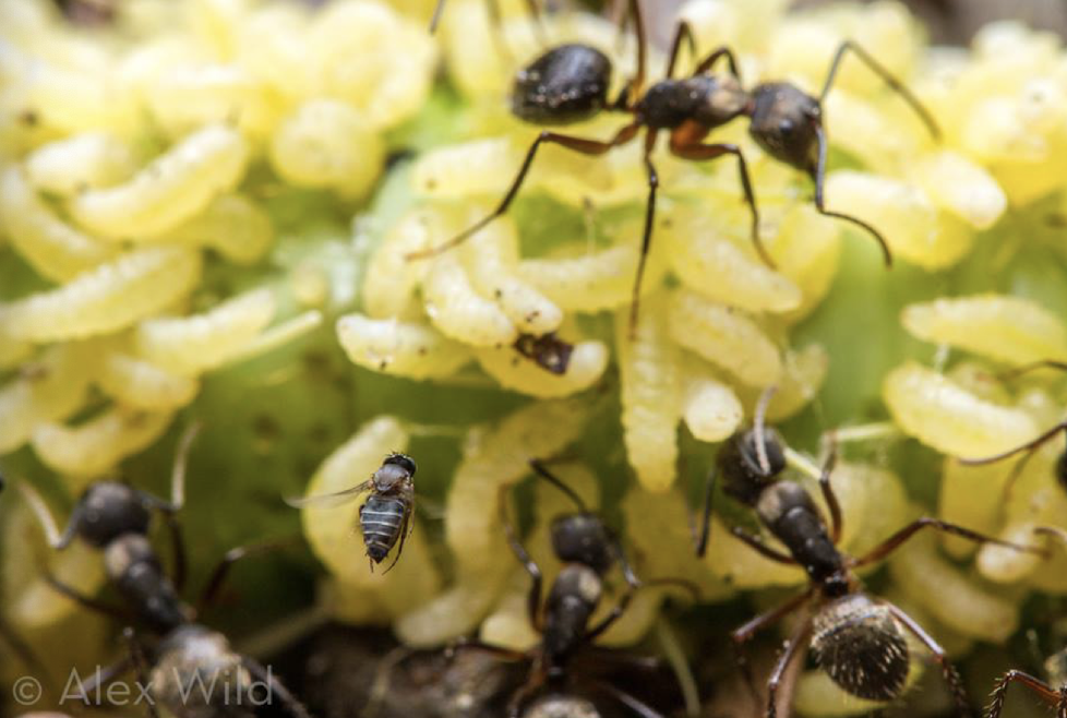 <p>fly parasitizing ants, ants feeding on wasp larvae, wasp larvae parasitizing a caterpillar, and the caterpillar eats plants</p>