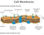 <p>Cell membrane</p>