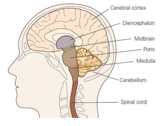 <ul><li><p>cerebral cortex</p></li><li><p>diencephalon</p></li><li><p>midbrain</p></li><li><p>pons</p></li><li><p>medulla</p></li><li><p>cerebellum</p></li><li><p>spinal cord</p></li></ul><p></p>