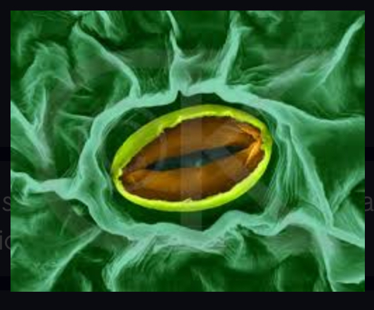 <p>pores that allow CO2 and O2 exchange</p>