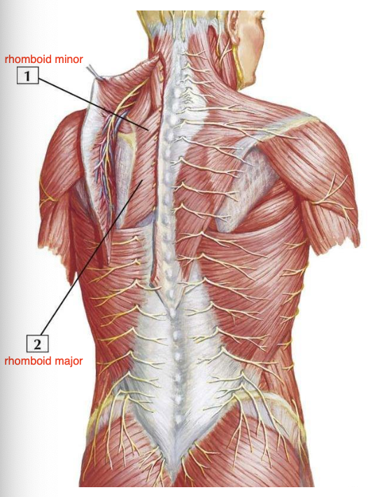 <p>A: scapular retraction and downward rotation</p><p>N: dorsal scapular nerve; C5</p>