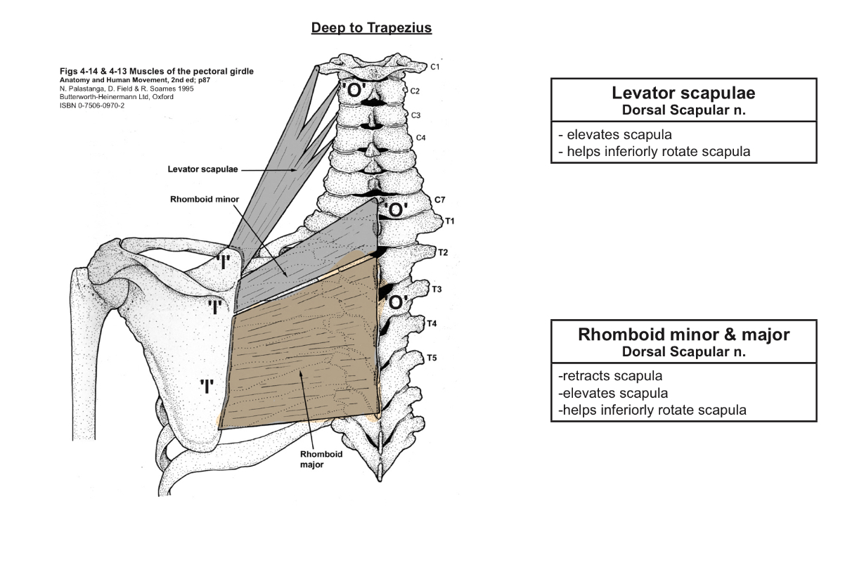 <p>O=T2-T5 spinous processes </p><p>I=medial border of scapula </p><p>A=retracts scapula, can also elevate scapula </p><p>IN=dorsal scapula nerve </p>