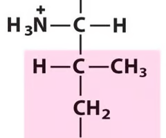 <p>What Amino Acid is This?</p>