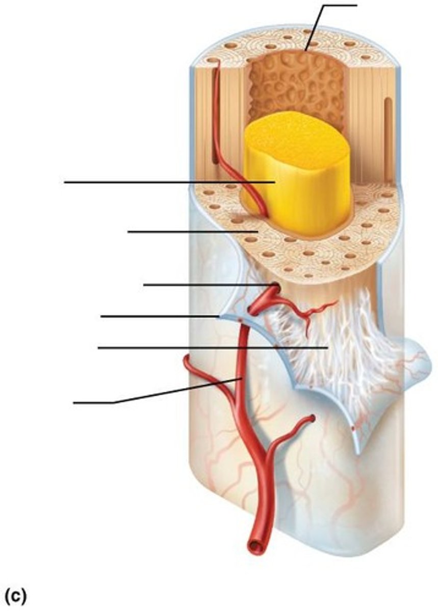 <p>Minerals stored in bones, serving as a reservoir for the body.</p>