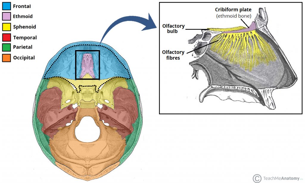 <p>Cribriform plate, perpendicular plate, middle nasal conchae</p>