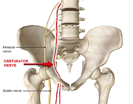 <p>Originates from the lumbar plexus.</p>