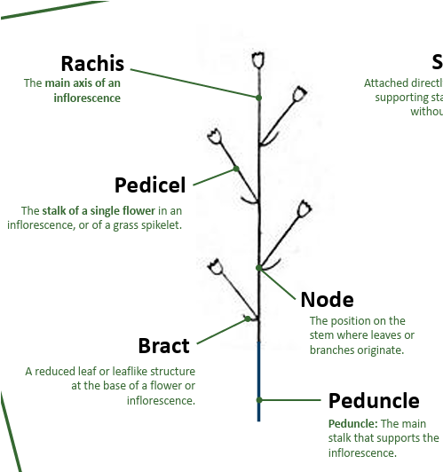 <p>stalk of single flower in inflorescence </p>