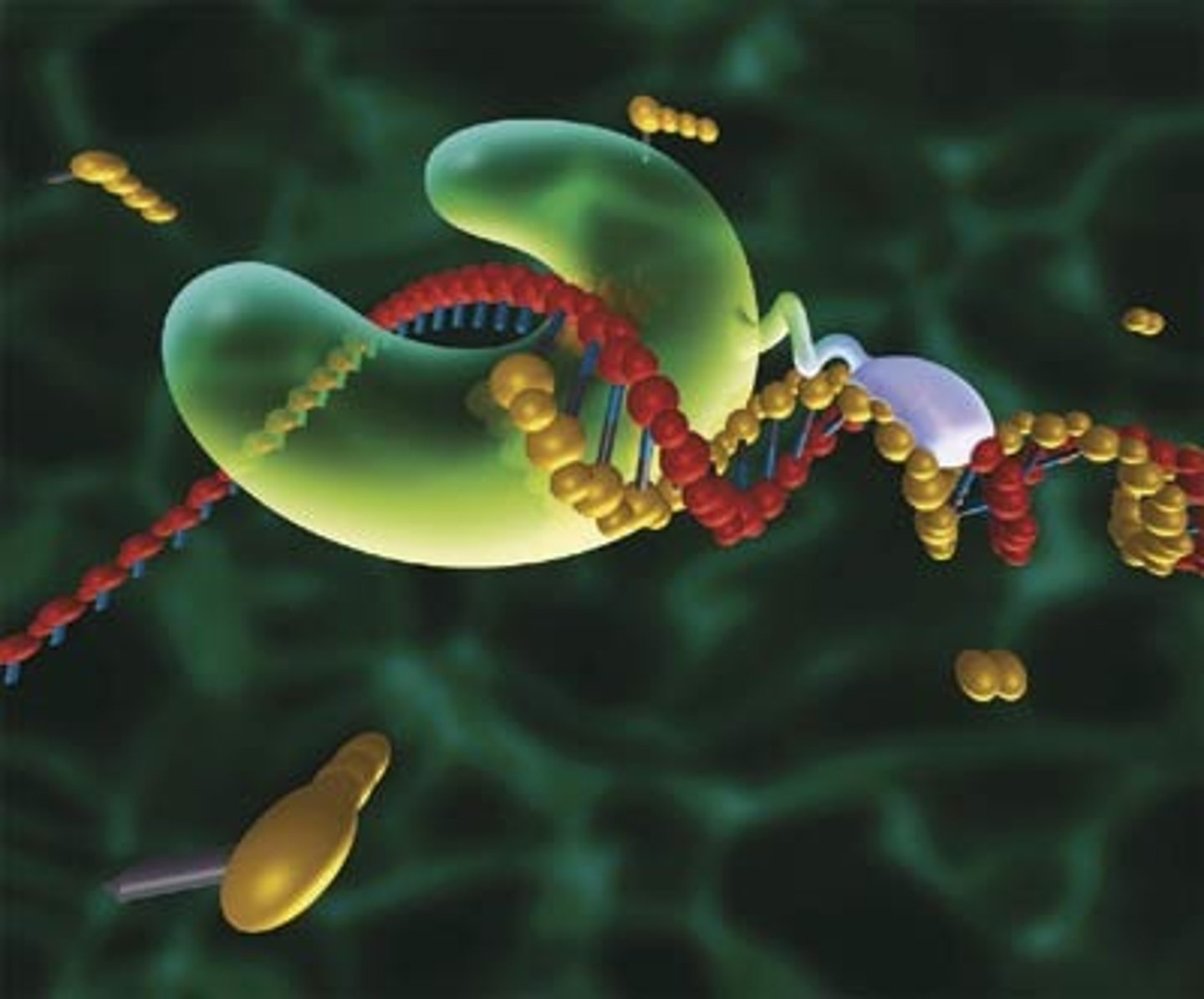 <p>an enzyme that joins individual nucleotides to replicate a DNA molecule, and then proofreads the new DNA</p>