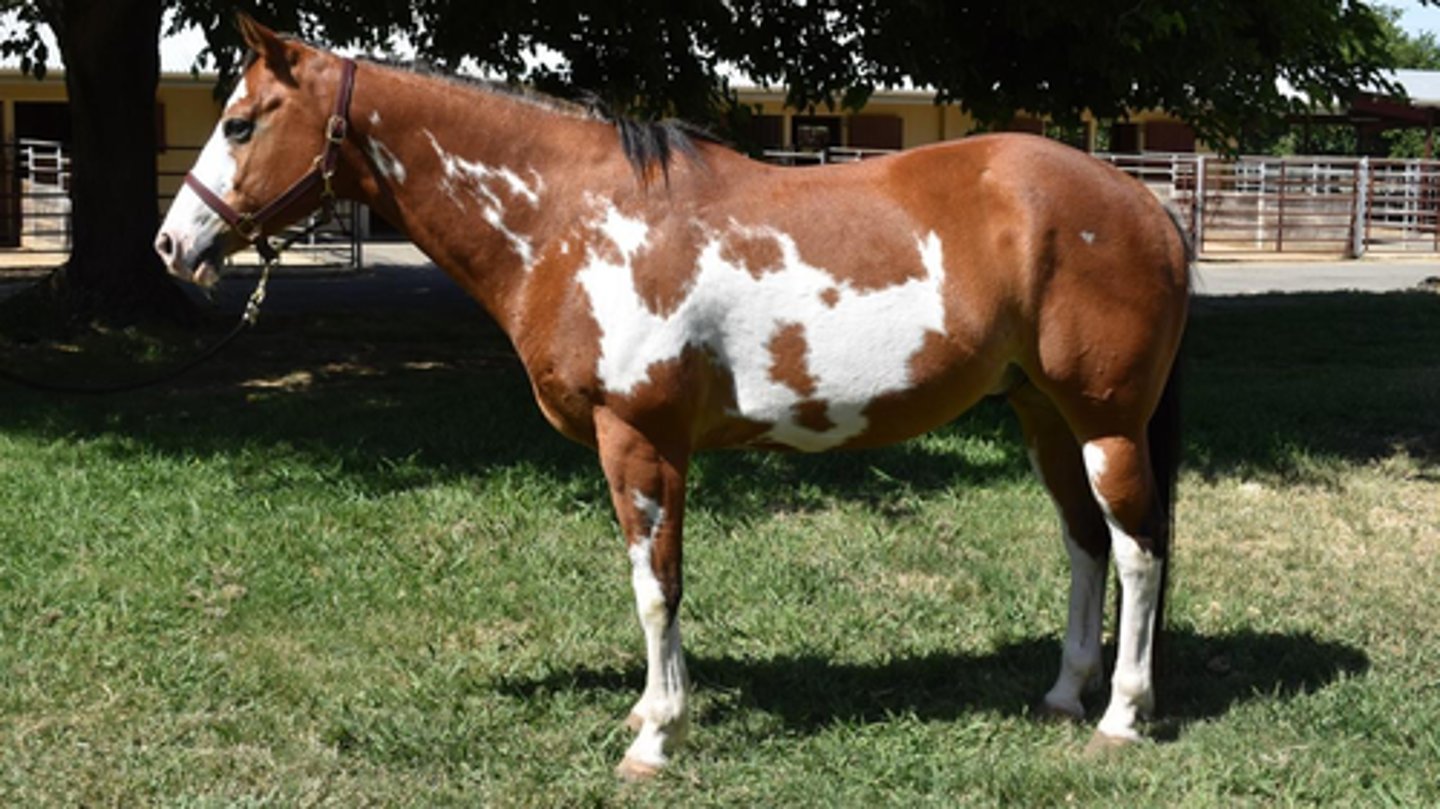 <p>a) tobiano</p><p>b) overo</p><p>c) splash</p><p>d) sabino</p>