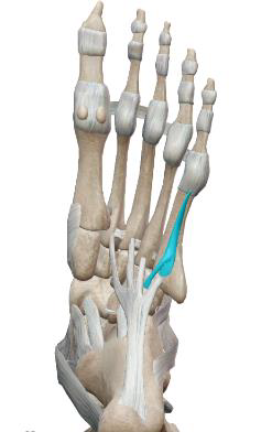 <p>Opposant du cinquième orteil</p>