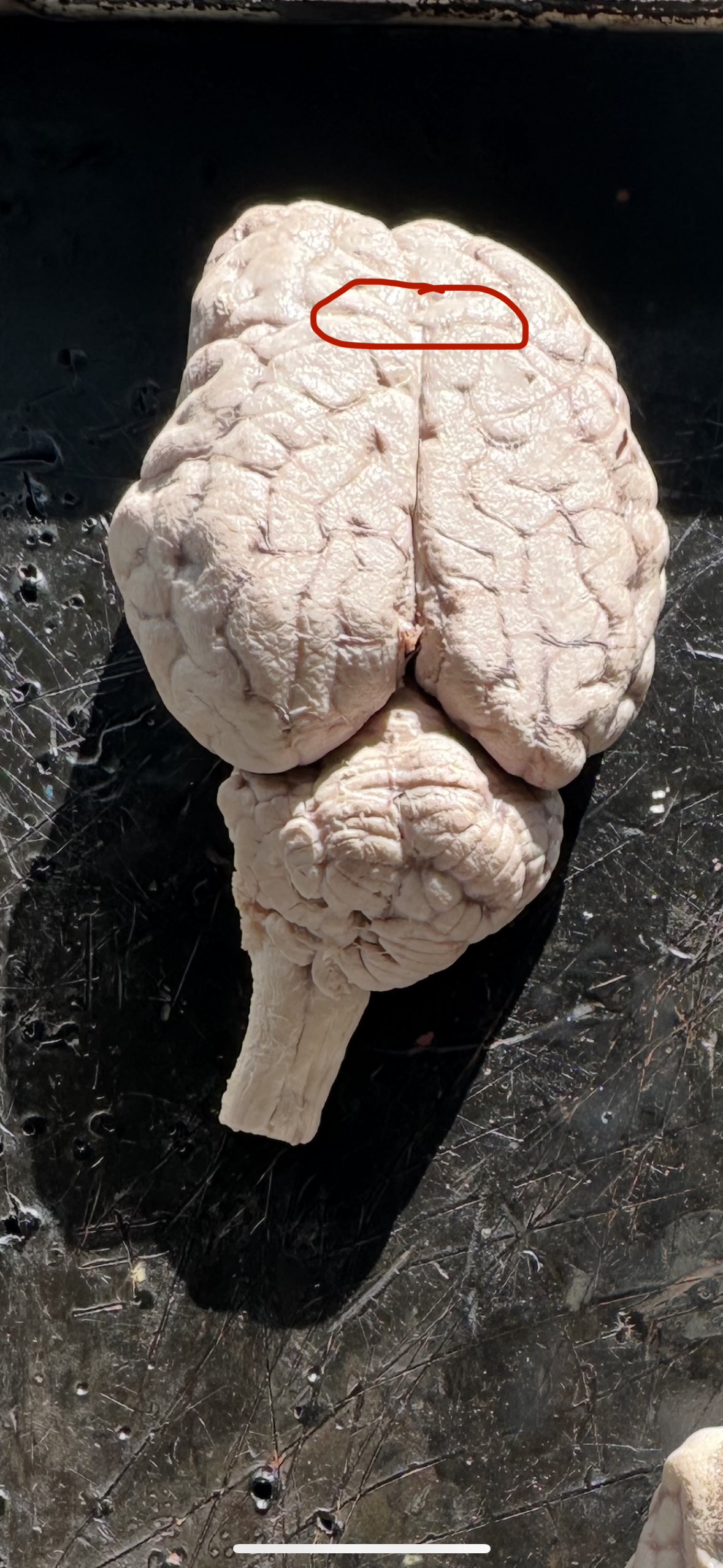 knowt flashcard image