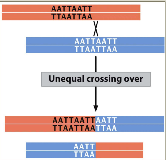 Unequal crossing-over in meiosis I produces insertions and deletions 
- If I don't line up recombination correctly, then DNA can be added or deleted---> DNA problem