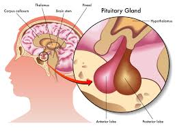 <p>The Hypothalamus = Regulates body temperature by controlling the hormones released by the pituitary gland</p><p>The Pituitary Gland = Produces hormones that regulate the menstrual cycle in women, FSH and LH, also produces Thyroid Stimulating Hormone (which stimulates the thyroid)</p>
