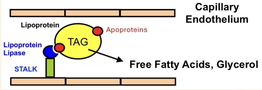 <ul><li><p><strong>lipoprotein lipase</strong> (LPL) is located on <strong>capillary wall</strong></p></li><li><p>bound by <strong>apoproteins</strong> (non-covalent)</p></li><li><p>LPL <u>hydrolyzes</u> TAGs into FFA & glycerol</p></li></ul><p></p>