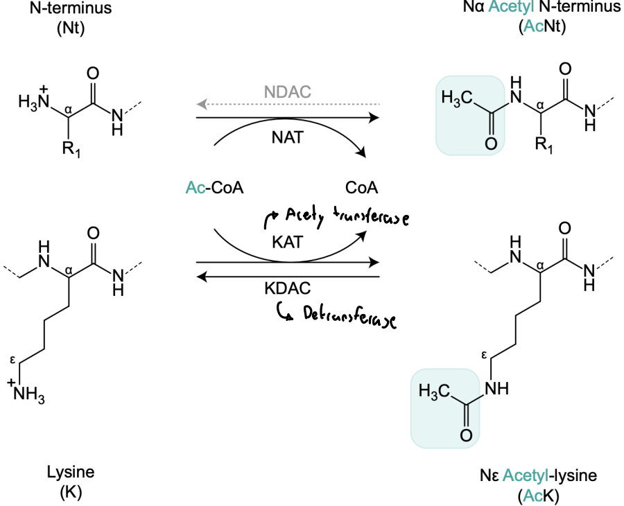 <p>Addition of an acetyl group to Lys or protein N termini. Diverse functions including regulation of gene expression. Catalyzed by <strong>deacetylases</strong> and <strong>acetyltransferases</strong></p>