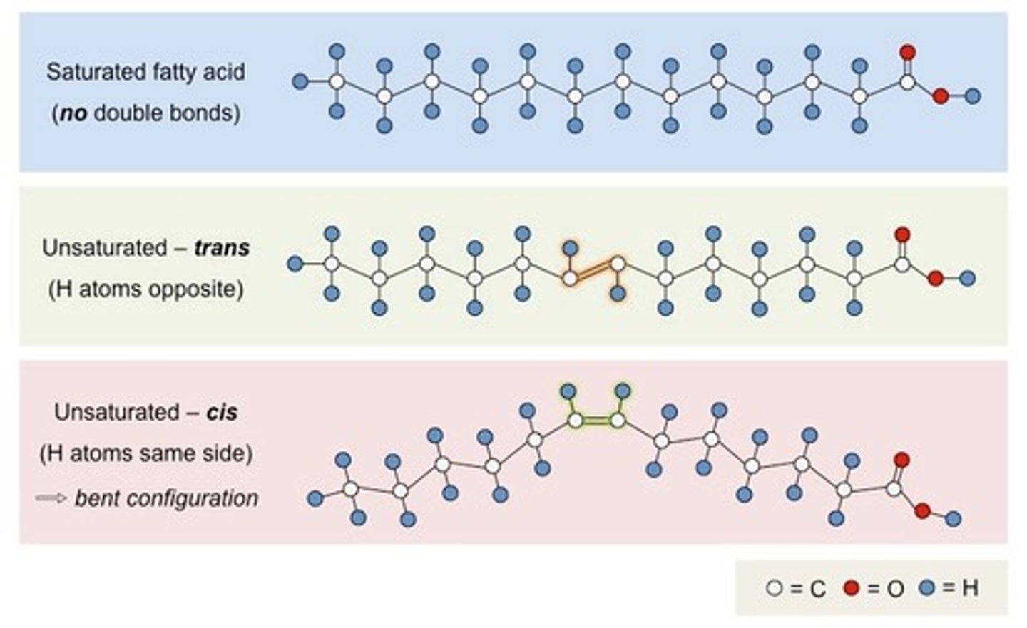 <p>saturated= saturated with hydrogen, solid</p><p>unsaturated= one or more double bonds with one fewer hydrogen on each double bond, mostly cis double bonds, liquid</p>