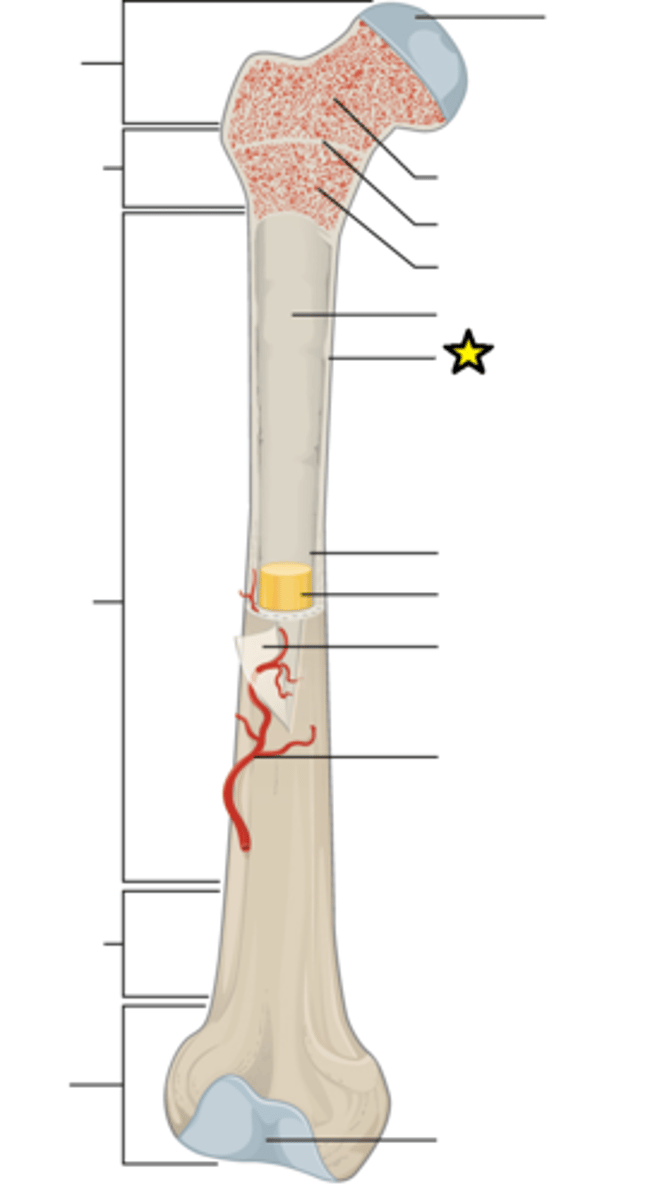 <p>Hard, dense bone tissue that is beneath the outer membrane of a bone</p>