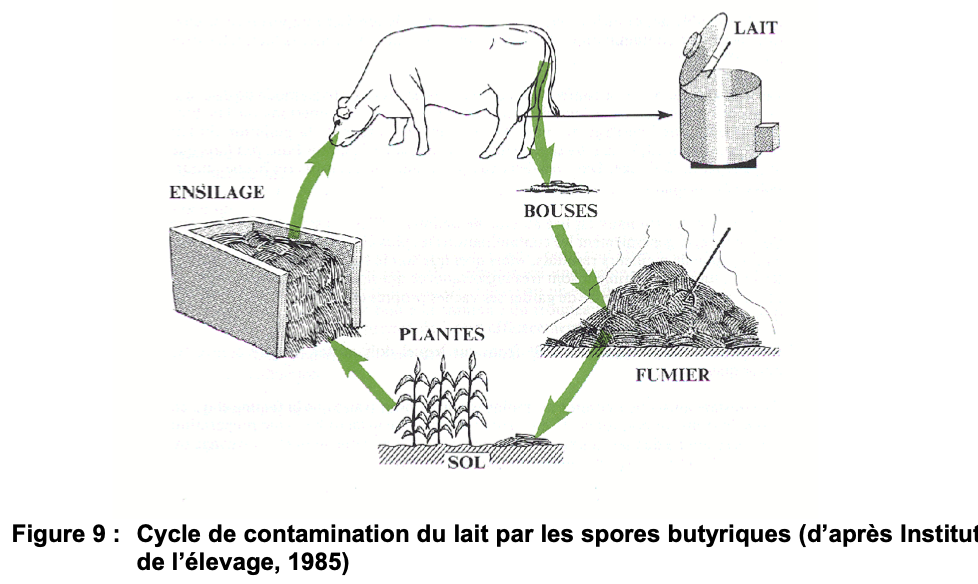 <p>Cycle de lyse du lait contamination du lait à la ferme </p>