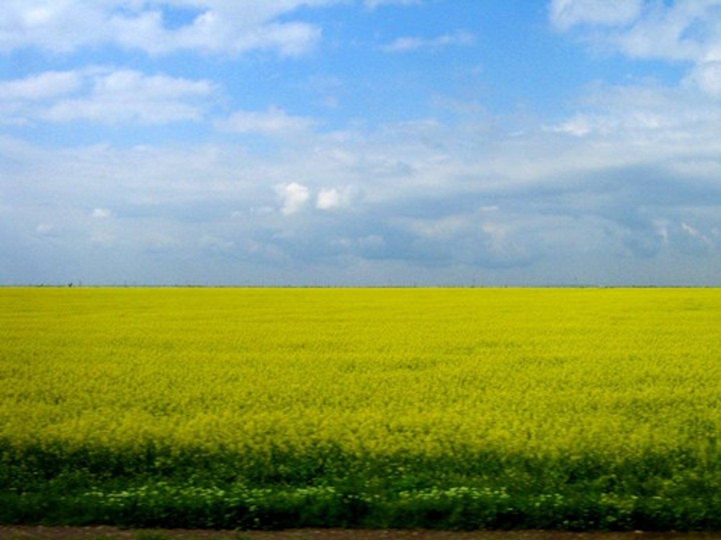 <p>plain, prairie</p>