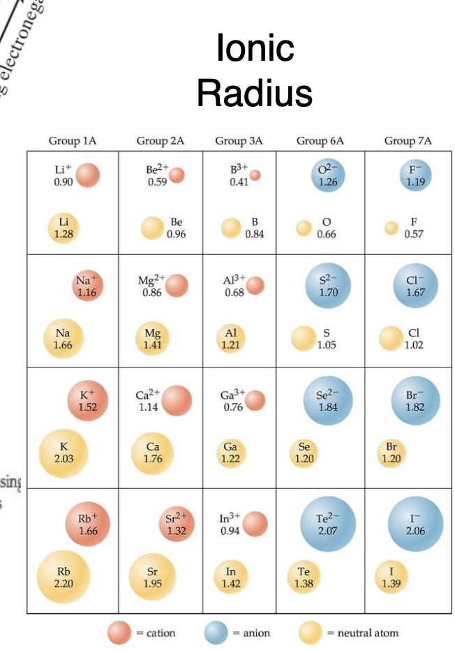 <p><sup>-</sup> adds electrons, means larger than parent atom, adding VE means no extra protons to attract them means they drift farther away</p>