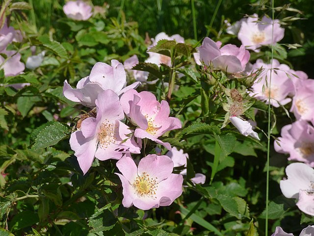 <p>rosacées</p>